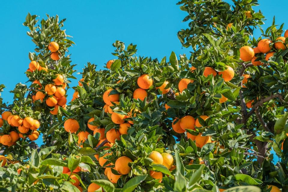 Eat more oranges, but don't juice them (Unsplash / Philippe Gauthier)