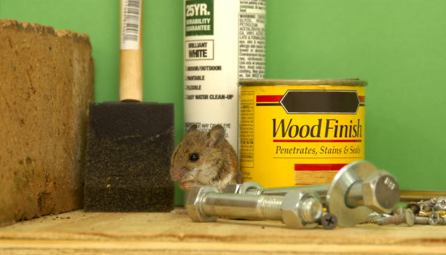 Get Rid Of Mice In The Garage, Attic, Wherever They've Infested