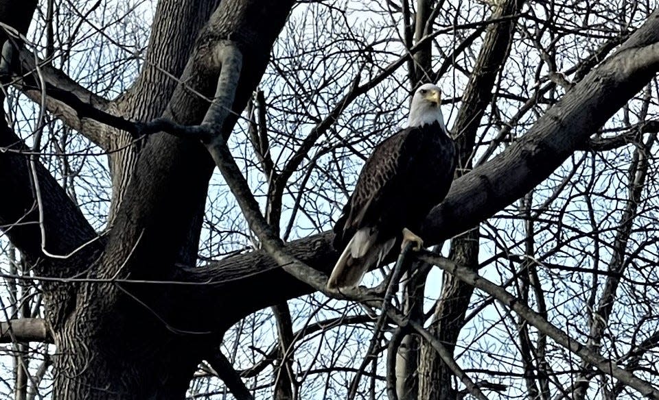 This bald eagle was initially seen enjoying a meal on Middlebury Road in Kent before flying up into this tree Sunday morning.