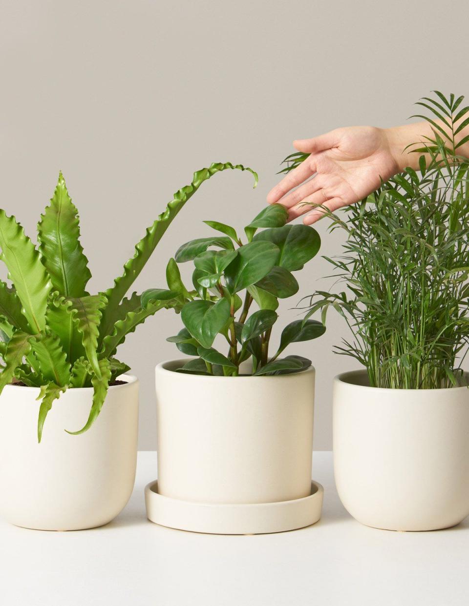 Pet Friendly Plant Subscription