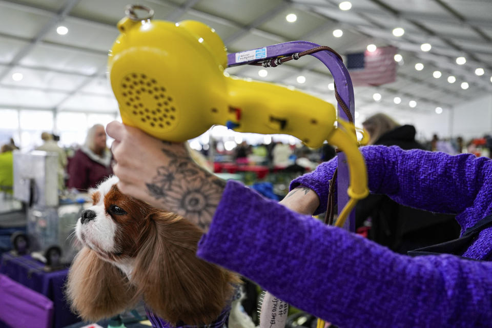 A dog is groomed during the 148th Westminster Kennel Club Dog show, Monday, May 13, 2024, at the USTA Billie Jean King National Tennis Center in New York. (AP Photo/Julia Nikhinson)