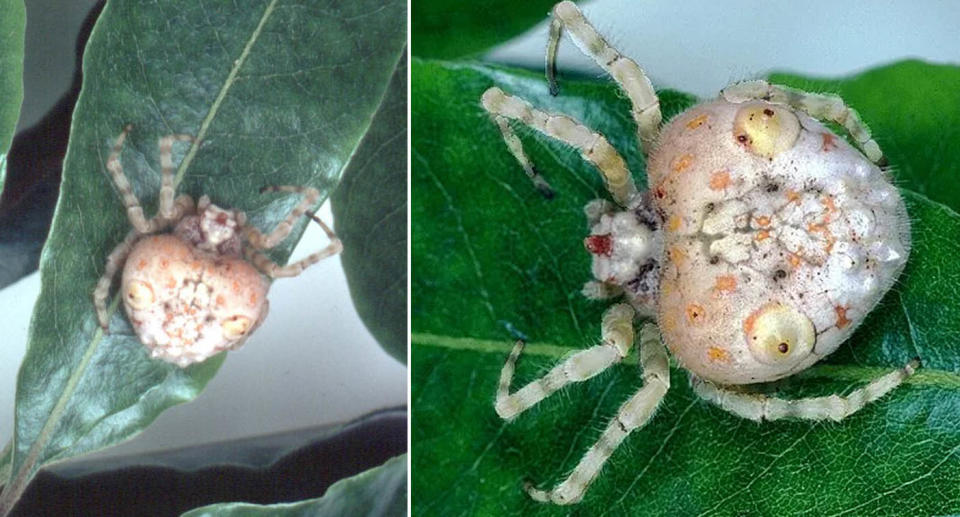 Magnificent spider on tree leaf. 