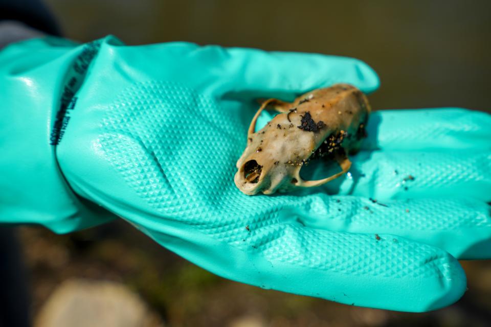 The skull of an animal was found by Iranialliz Velazquez Saturday during the 27th annual Milwaukee Riverkeeper Spring Cleanup near Pulaski Park in Milwaukee.