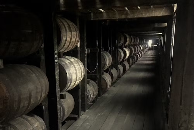A dark, dusty wooden room with a wall lined with barrels stacked on wood shelves.