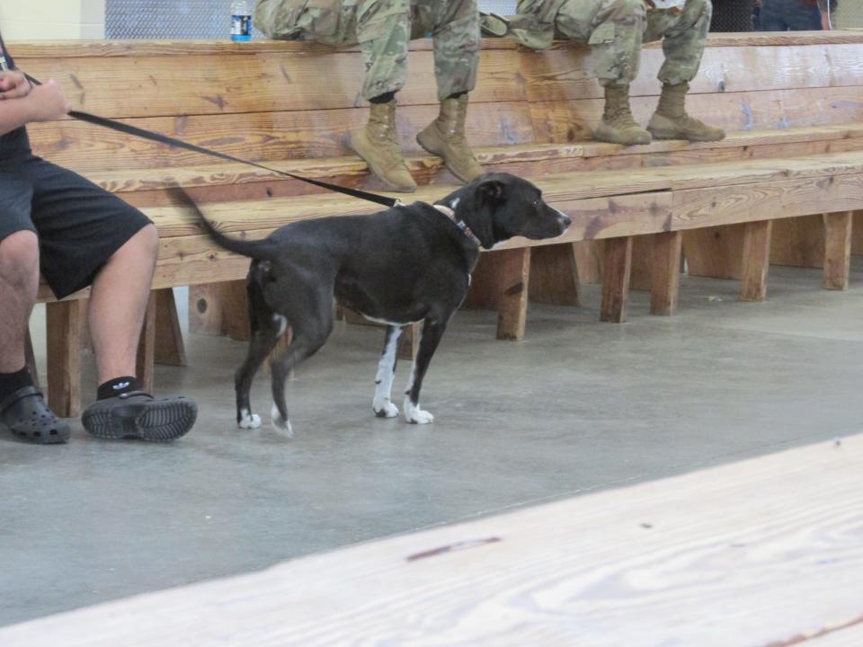 Apollo waits for Sgt. Jacob Snowden on Tuesday, June 28, 2022, at Fort Bragg's Green Ramp, as Snowden and other paratroopers with the 82nd Airborne Division returned home from a deployment to Poland.