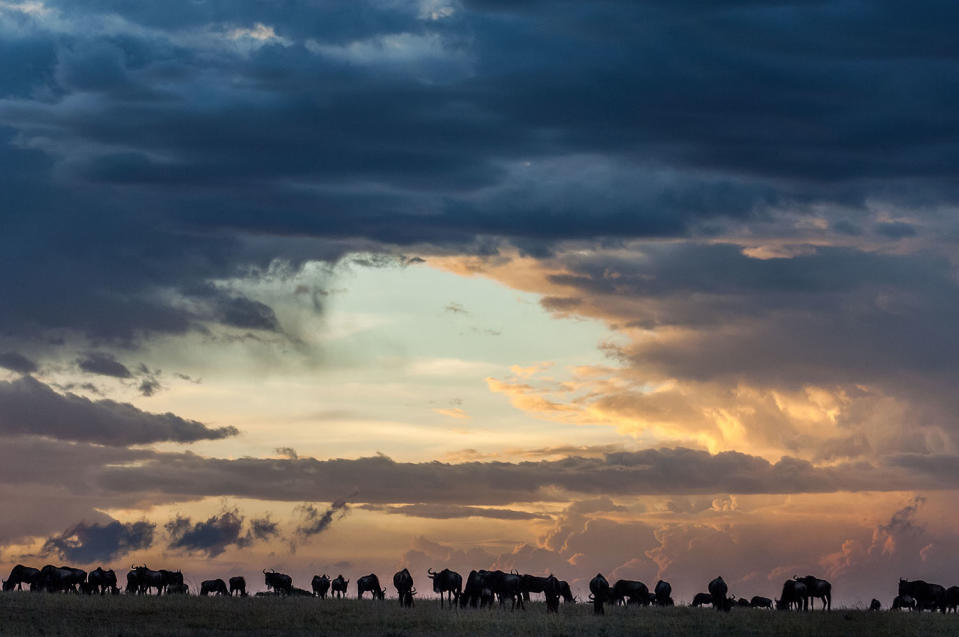 Herding home: Wildebeest photographed in mass migration