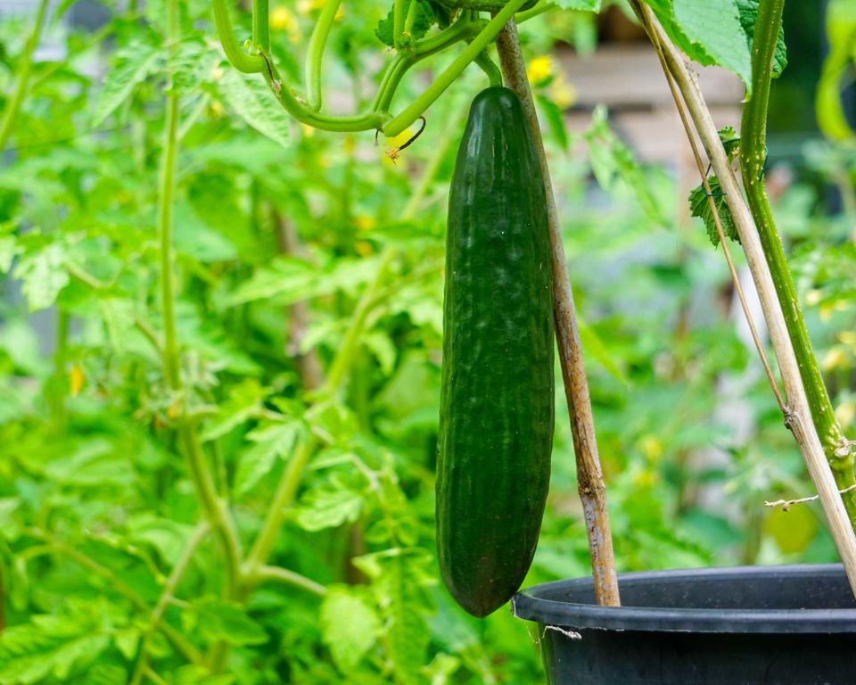 CUCUMBERS