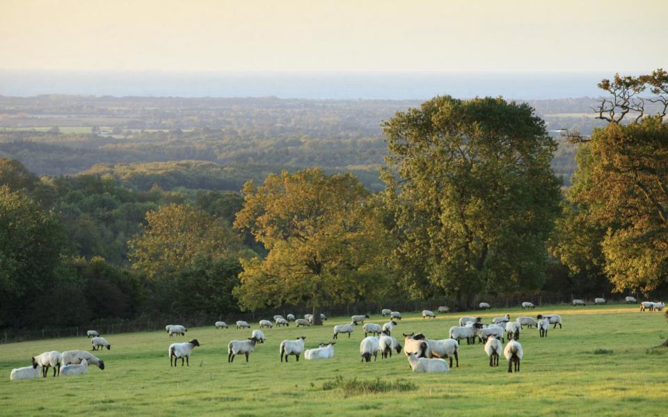 The 'public money for public goods' scheme will replace subsidies under the EU's Common Agricultural Policy - Â©National Trust Images/John Miller