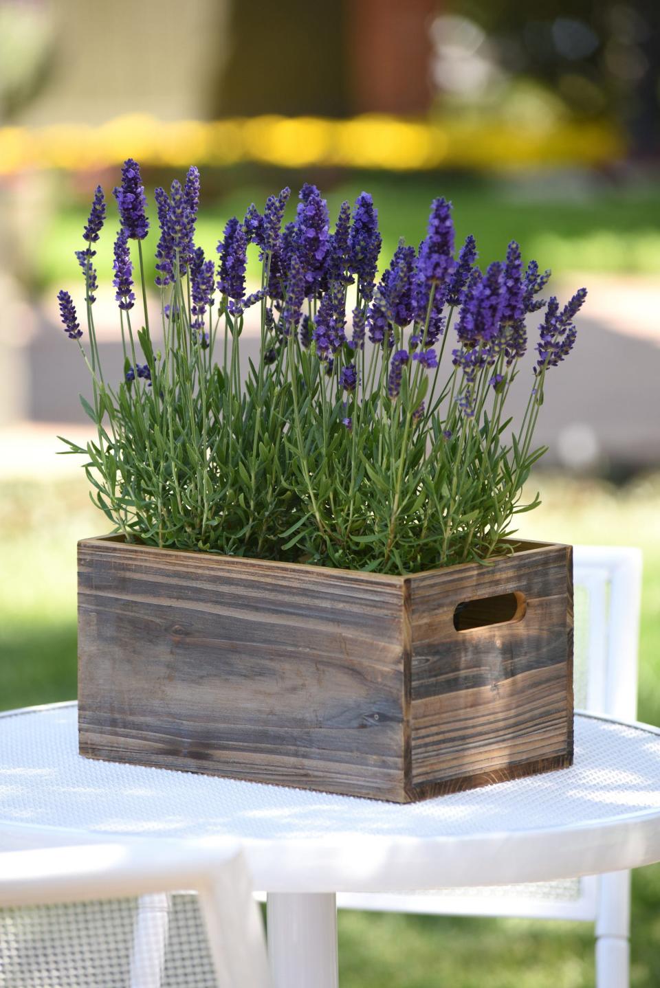 Deer generally avoid plants with strongly scented foliage like this Blue Spear lavender.