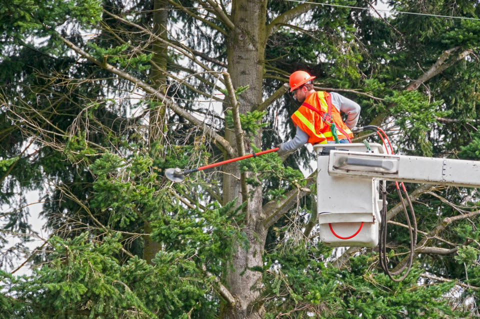 A man cutting tree limbs