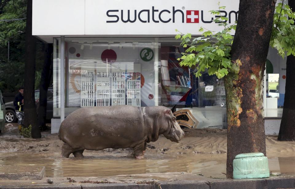 <span><b>16th most popular.</b><br>A hippopotamus walks across flooded street in Tbilisi, Georgia, June 14, 2015. (REUTERS/Beso Gulashvili)</span>