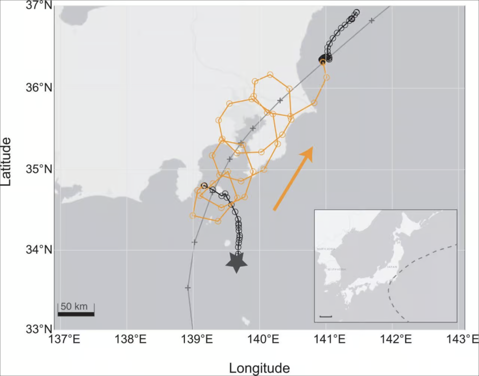 Tracé du voyage réalisé par le puffin lors de son aventure dans le typhon. Source : Kozue Shiomi, université de Tohoku 