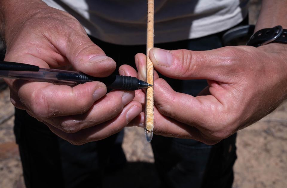 Peter Fule counts rings on a core of a chihuahua pine that survived the Rodeo-Chediski Fire scar in the Sitgreaves National Forest near Overgaard on April 29, 2022.
