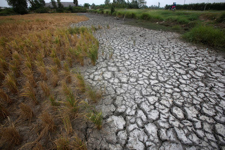 Dried-up rice is seen on a paddy field stricken by drought in Soc Trang province in Mekong Delta in Vietnam March 30, 2016. REUTERS/Kham