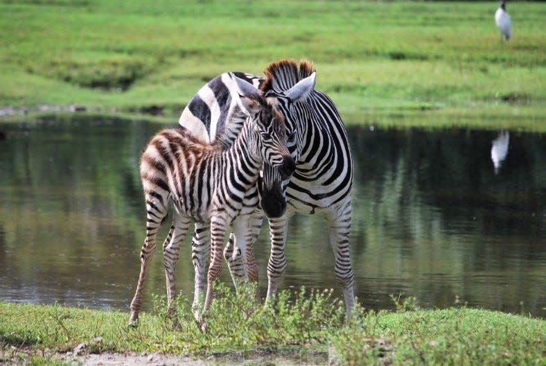 Lion Country Safari in Loxahatchee welcomed a baby zebra to its herd on Sunday, Oct. 16, 2022. The herd now stands at 56 zebras, the largest in the United States.