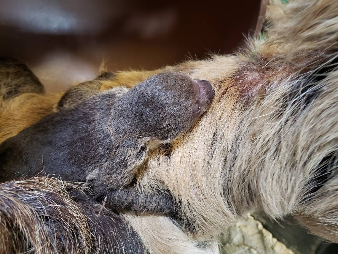 The newborn Linne’s two-toed sloth will continue to cling to his mother for a while, the zoo said.