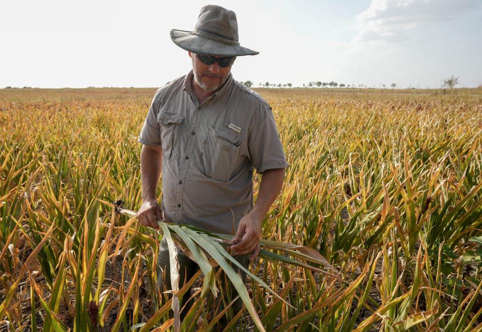 Anthony Gola checks on a 40-acre field of grain sorghum that was destroyed by drought near Thrall in eastern Williamson County. Farmers in Williamson and Bastrop counties have been hurt by the lack of rain this summer.