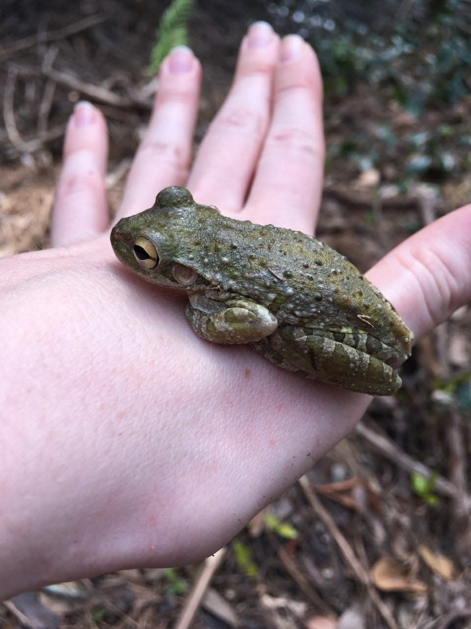 Cuban tree frogs have been found in North Florida, where they are not native and disrupt natural ecosystems.