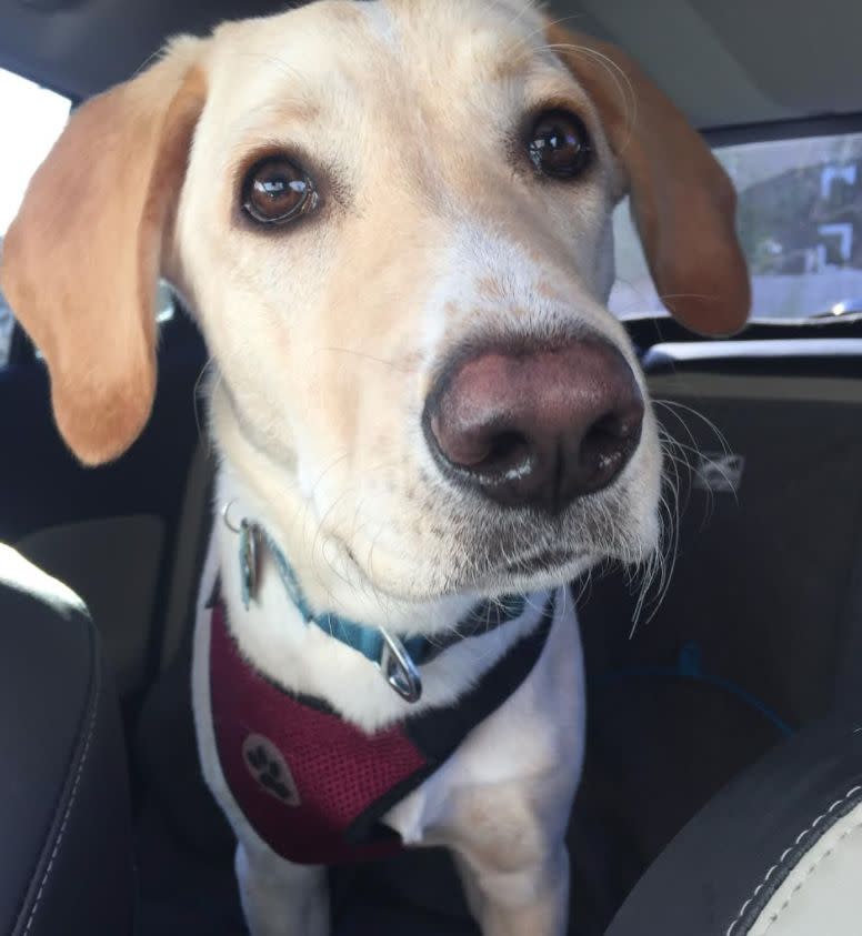 Beau (6 months) loves car rides. (Photo: Courtesy of Tracy Strauss)