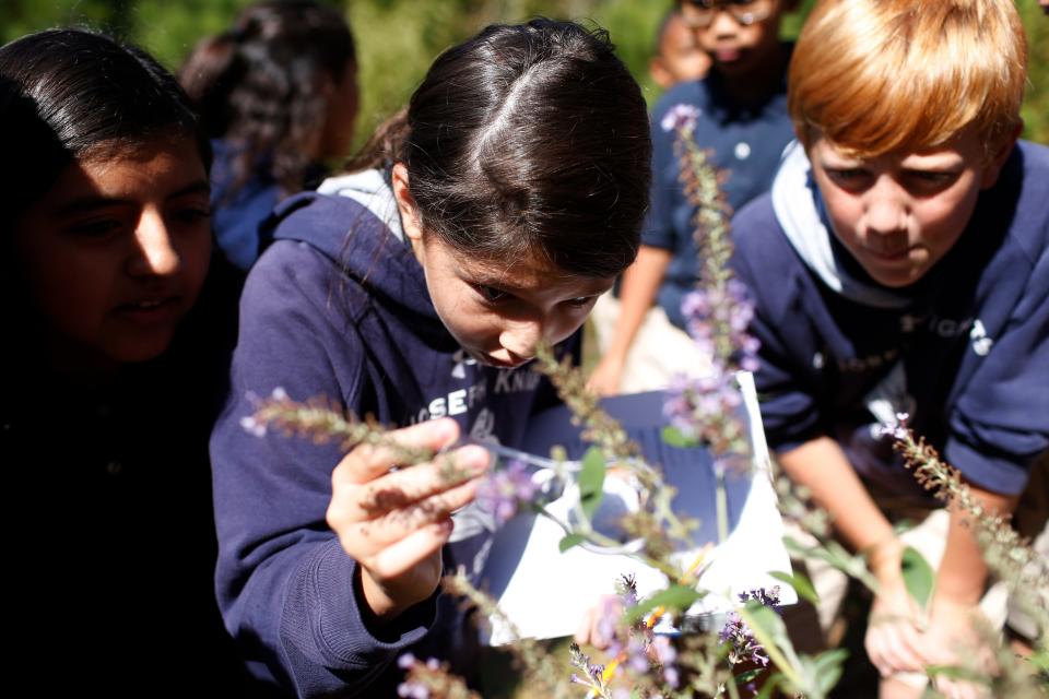 FILE - Lucy Crawford uses a magnifying glass to get a better look at a garden spider while her sixth grade class at Saint Joseph Catholic Parish School takes part in the statewide pollinator census in Athens, Ga., on Tuesday, Oct. 3, 2017. (Photo/Joshua L. Jones, Athens Banner-Herald)