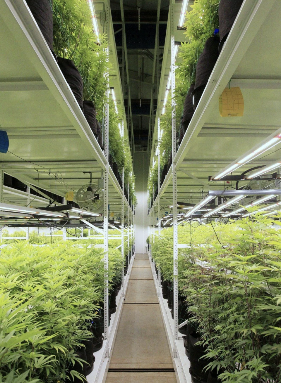 A production room in Galenas, a medical marijuana cultivation facility in Akron. Galenas incorporated Spacesaver shelving into its operation when it opened in 2017.