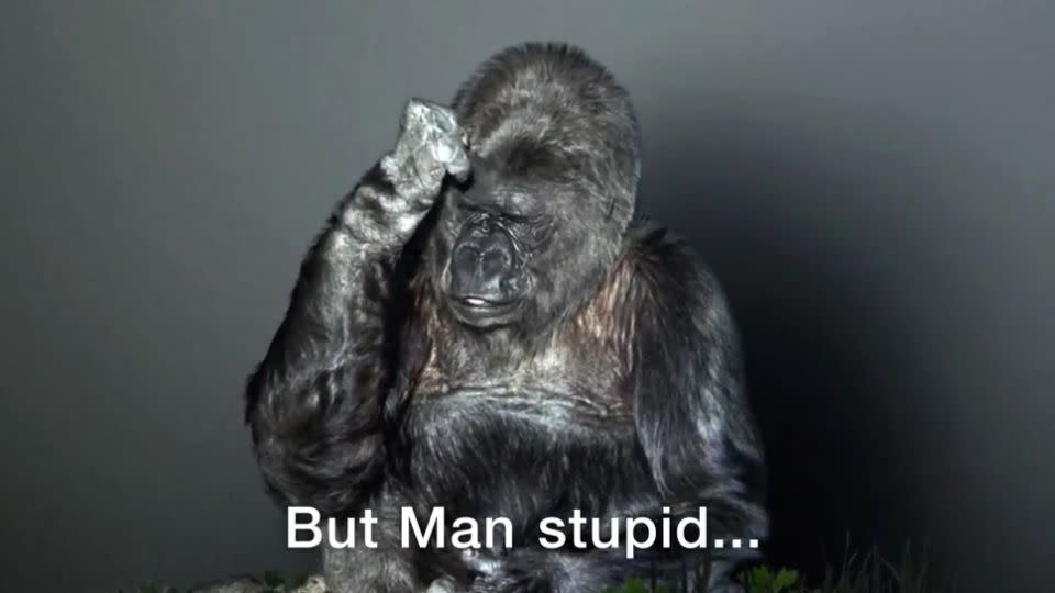 'Man stupid' says Koko, during the video for climate change. Photo: The Gorilla Foundation