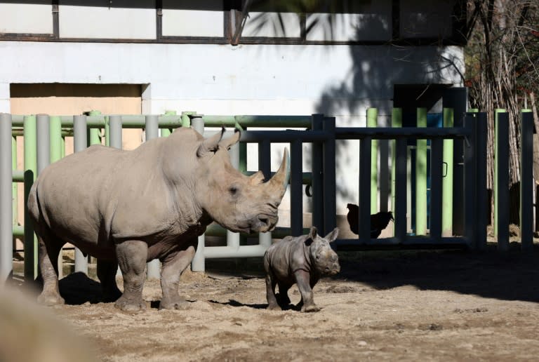 El rinoceronte blanco Silverio y su madre, Hannah, el 2 de julio de 2024 en el Zoo Buin, en Santiago (Raúl Bravo)