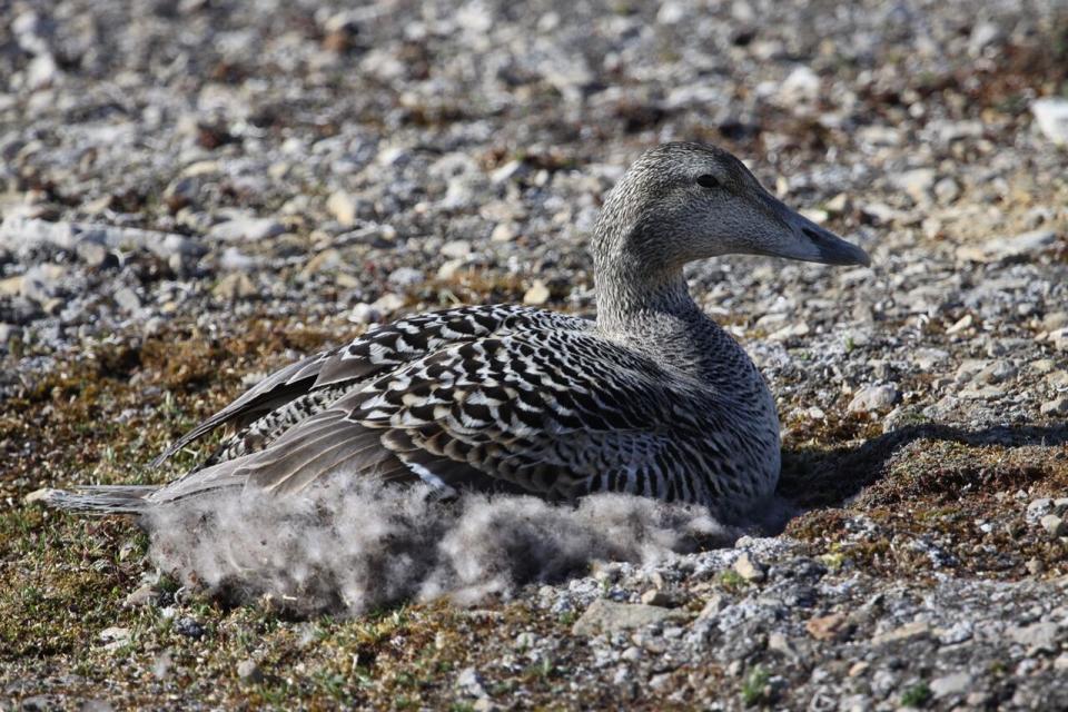 The common eider may be choosing not to breed, and data will help researchers figure out why in the next few years.