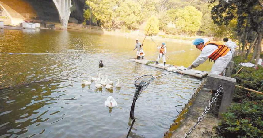 中正大學天鵝湖內的天鵝因病死送檢驗，遭驗出是H5N5高病源禽流感，家畜疾病防治所人員依照規定執行撲殺作業。（圖／翻攝照片）