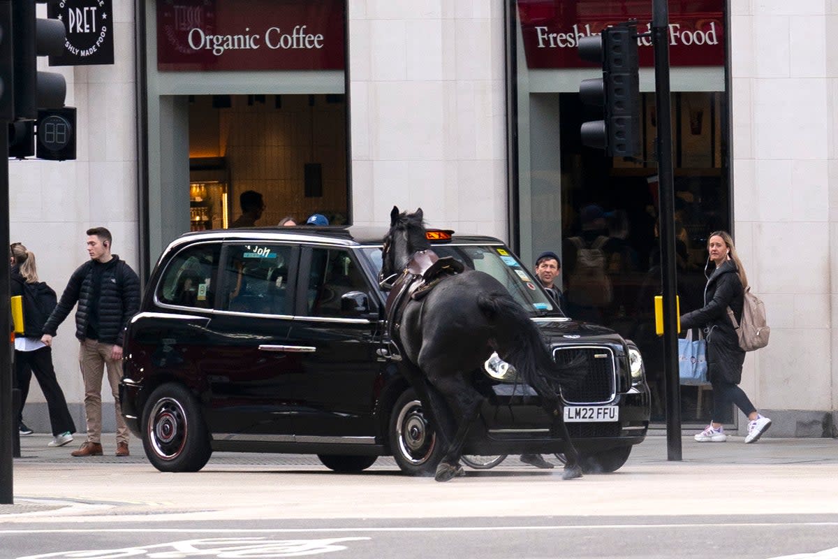 A horse colliding with a London taxi near Aldwych (PA)