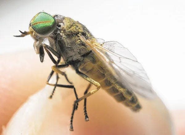 This greenhead fly is a painful biter.