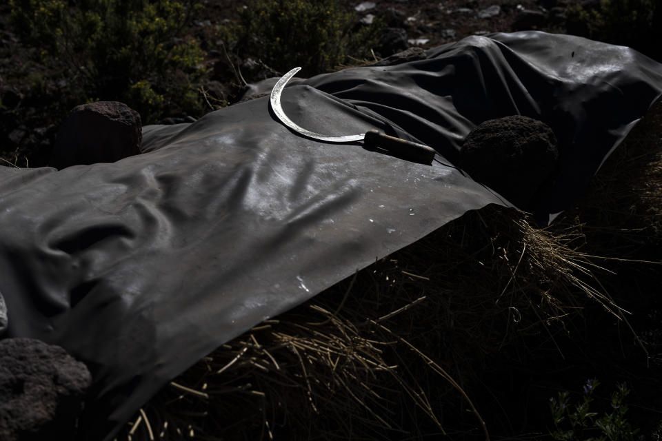 A farmer's sickle lies on a tarp during a break from harvesting corn and beans at a field near Peine, Chile, Friday, April 21, 2023. As the world’s most powerful increasingly look toward the lithium triangle, the largest reserve of lithium on earth, as a crucial puzzle piece to save the environment, others worry the search for “white gold” will mean sacrificing that very life force that has sustained the region’s native people for centuries. (AP Photo/Rodrigo Abd)