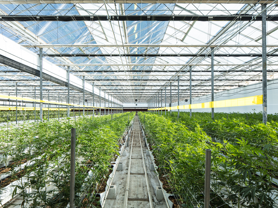 Greenhouse facility with rows of cannabis plants growing.