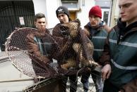 A stray dog is taken from the street by dog catchers in Bucharest April 3, 2014. Some 60,000 strays roam Bucharest. Last year, a four-year-old boy died after he was mauled by a stray beside a Bucharest park. Street protests demanded something be done about the dogs. The authorities began enforcing the euthanasia rules, which enable city halls to put down dogs caught in public spaces if they are not adopted within two weeks. Picture taken April 3, 2014. REUTERS/Bogdan Cristel (ROMANIA - Tags: ANIMALS SOCIETY)