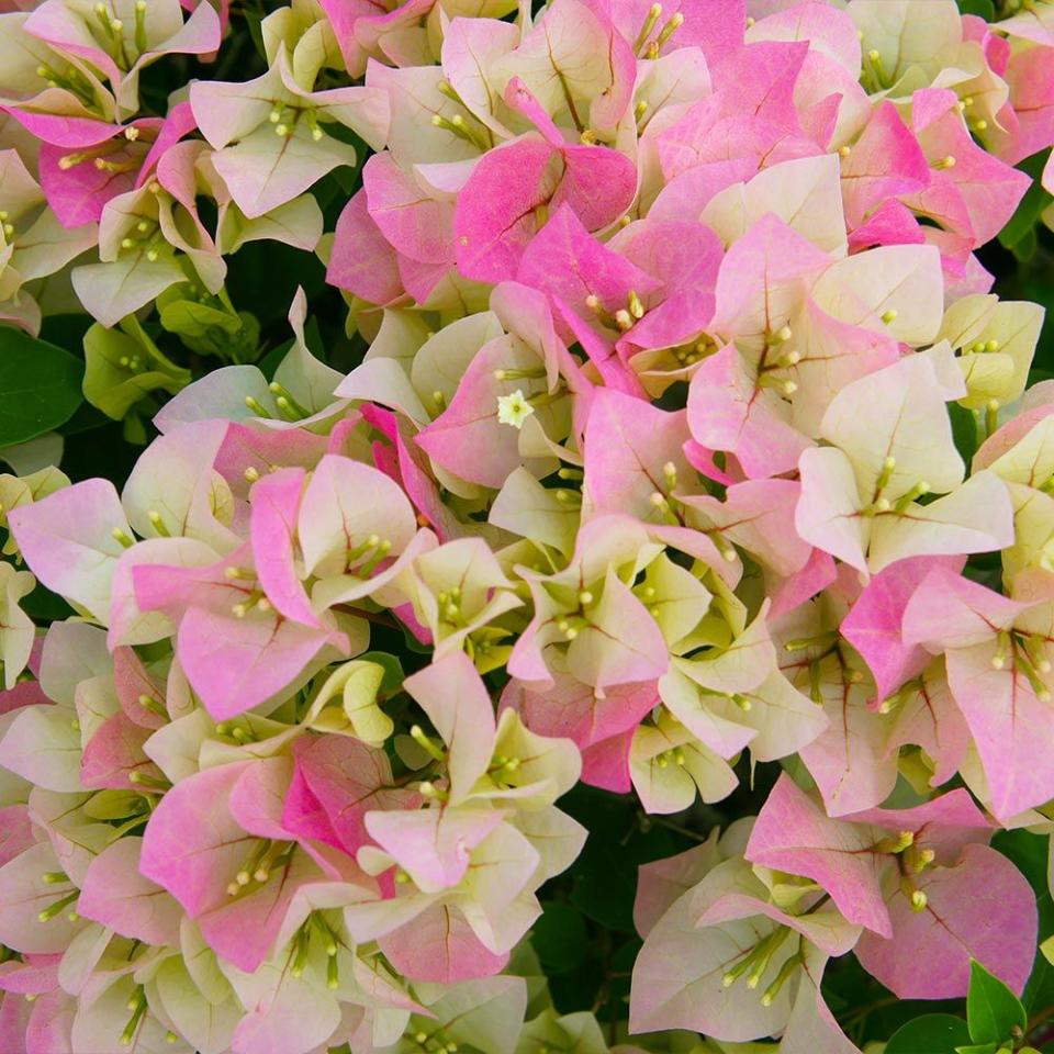 <p><a href="https://www.brighterblooms.com/products/imperial-thai-delight-bougainvillea?variant=14126169849917®ion_id=000033&gclid=Cj0KCQiA8t2eBhDeARIsAAVEga1v6xCH_5VsRpSUXmvex9-4yykTf_vq1oudrZtZ9U3PoQYPvDKEsxQaAoWiEALw_wcB" rel="nofollow noopener" target="_blank" data-ylk="slk:Shop Now;elm:context_link;itc:0;sec:content-canvas" class="link ">Shop Now</a></p><p>Bougainvillea 'Imperial Thai Delight'</p><p>brighterblooms.com</p><p>$139.99</p><span class="copyright">Brighter Blooms</span>