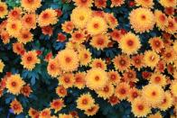 <p>A popular choice for many gardens, chrysanthemums offer valuable late flowers in September and October. We couldn't think of anything lovelier than spotting them from your <a href="https://www.housebeautiful.com/uk/lifestyle/cleaning/a37674745/tiktok-kitchen-cleaning-hacks/" rel="nofollow noopener" target="_blank" data-ylk="slk:kitchen;elm:context_link;itc:0;sec:content-canvas" class="link ">kitchen</a> window. </p><p><a class="link " href="https://www.dobies.co.uk/flowers/flower-seeds/all/chrysanthemum-dobies-rainbow-mixed_mh-2939" rel="nofollow noopener" target="_blank" data-ylk="slk:BUY NOW VIA DOBIES;elm:context_link;itc:0;sec:content-canvas">BUY NOW VIA DOBIES</a></p>