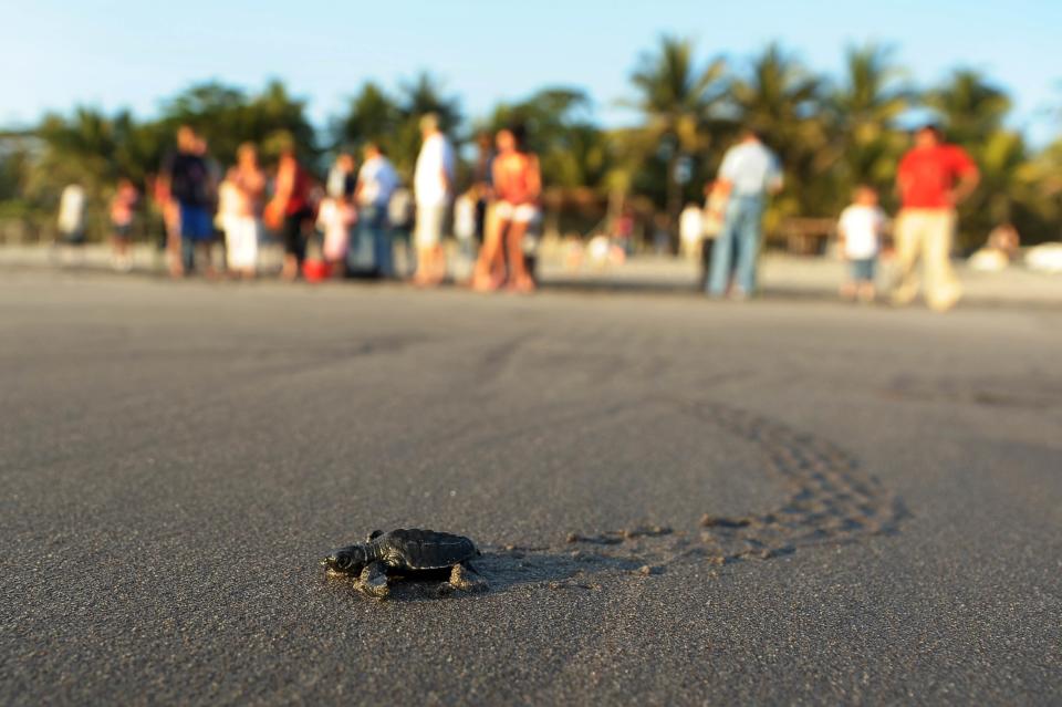 A baby olive ridley turtle. The gill net rule would have protected olive ridley sea turtles off the Pacific Coast, as well as other marine turtles like the leatherback sea turtle and loggerhead sea turtle. (Photo: JOSE CABEZAS/Getty Images)