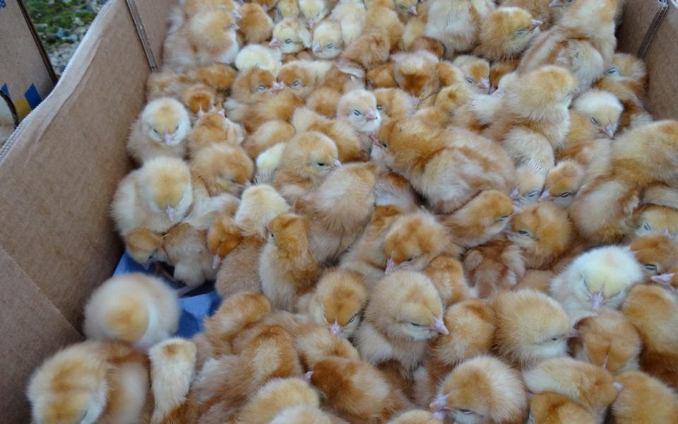 1,800 newborn chicks found abandoned in a field 