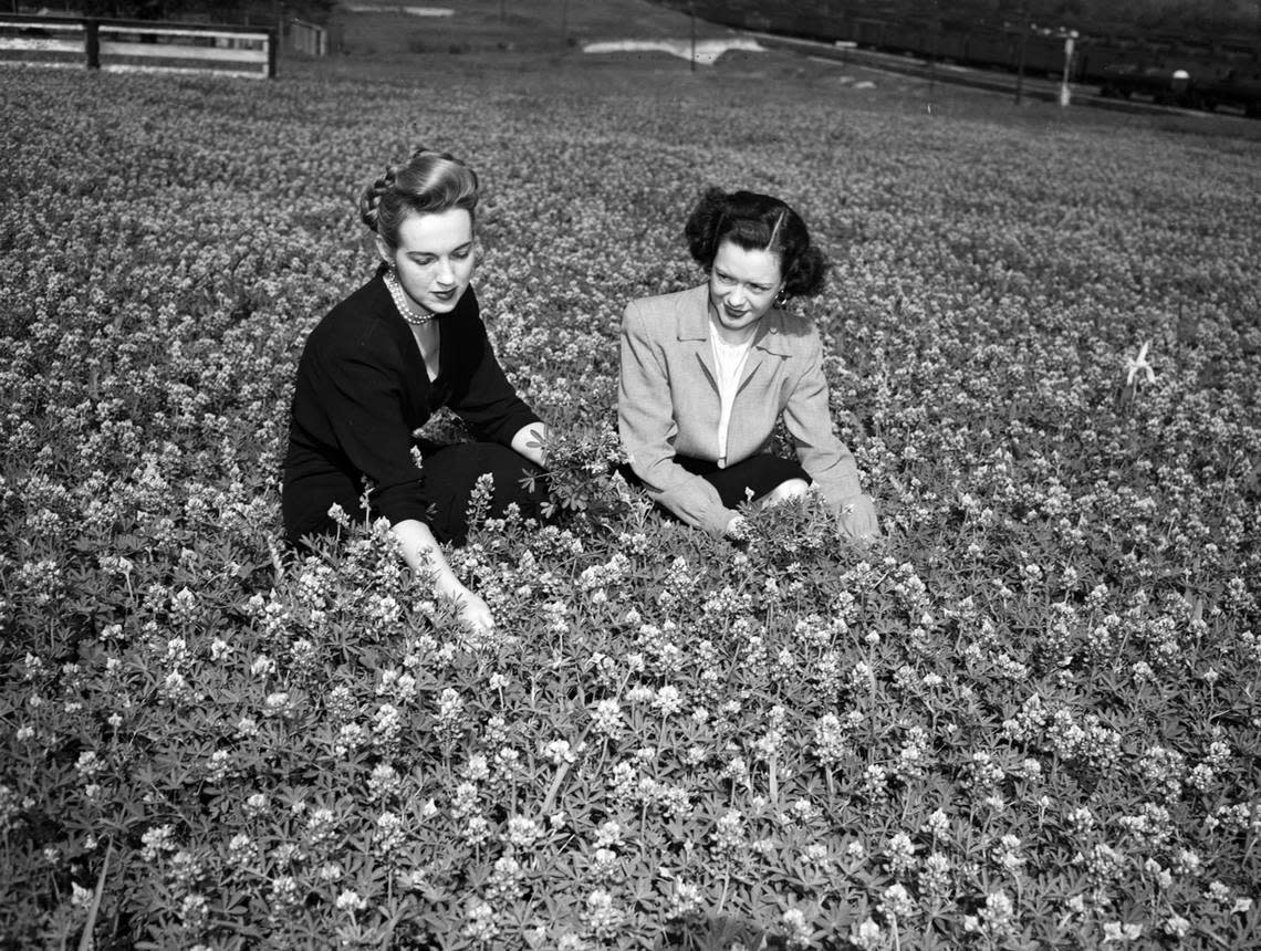 Business and Professional Women’s Club members Virginia Hale, left, and Jesse Russell sit in a field of bluebonnets on April 16, 1947 while gathering flowers for the club’s annual bluebonnet luncheon.