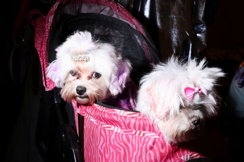 Dogs rest in a stroller at the 17th annual New York Pet Fashion Show