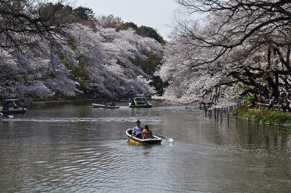 井之頭公園 (Photo by江戸村のとくぞう (Edomura no Tokuzo), License: CC BY-SA 3.0, Wikimedia Commons提供)