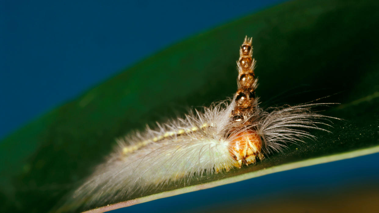  Mad Hatterpillar, larva wearing head capsules from each previous moult. Gregarious and destructive larval stage, a leaf-skeletoniser on eucalypts. 