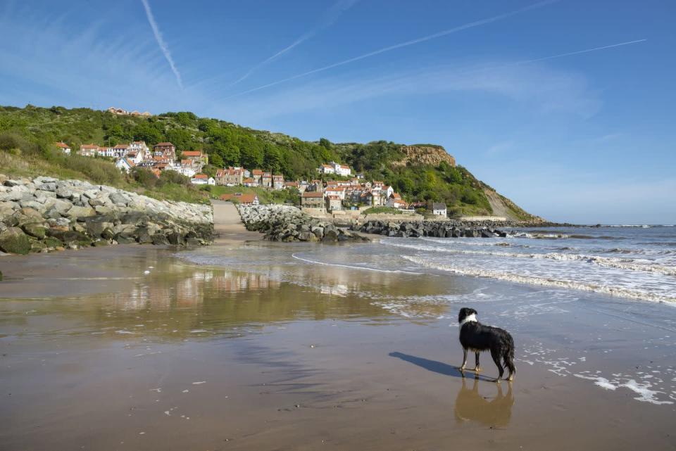 <p>Runswick Bay is a stunning stretch of sand between Whitby and Staithes on the North York Moors National Park coastline and is a dog-friendly spot with no restrictions. The bay curls round in a long swathe of sandy beach from the small village of Runswick Bay, with just a café on the beach side, a dog-friendly pub and a jumble of cottages. </p><p>There are walks up onto the coastal section of the Cleveland Way National Trail, enabling walkers to venture in either direction, towards Staithes or Kettleness, up onto the cliff tops as well as letting their dogs have along run along the beach. </p><p><strong>Where to stay:</strong> <a href="https://airbnb.pvxt.net/4e015o" rel="nofollow noopener" target="_blank" data-ylk="slk:Wavecrest" class="link ">Wavecrest</a> is a five-bedroom house with sea views and makes for an excellent place to stay for groups. There's outdoor games equipment, a trampoline and sun room.</p><p><a class="link " href="https://airbnb.pvxt.net/4e015o" rel="nofollow noopener" target="_blank" data-ylk="slk:CHECK AVAILABILITY">CHECK AVAILABILITY</a></p>
