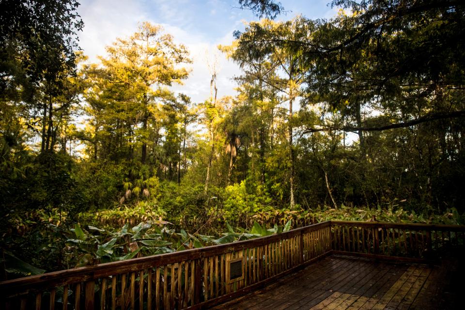 The Big Cypress Bend Boardwalk has reopened to the public. The 2,300 foot wooden boardwalk takes visitors into the heart of Fakahatchee Strand, the largest bald cypress/royal palm swamp in the world.