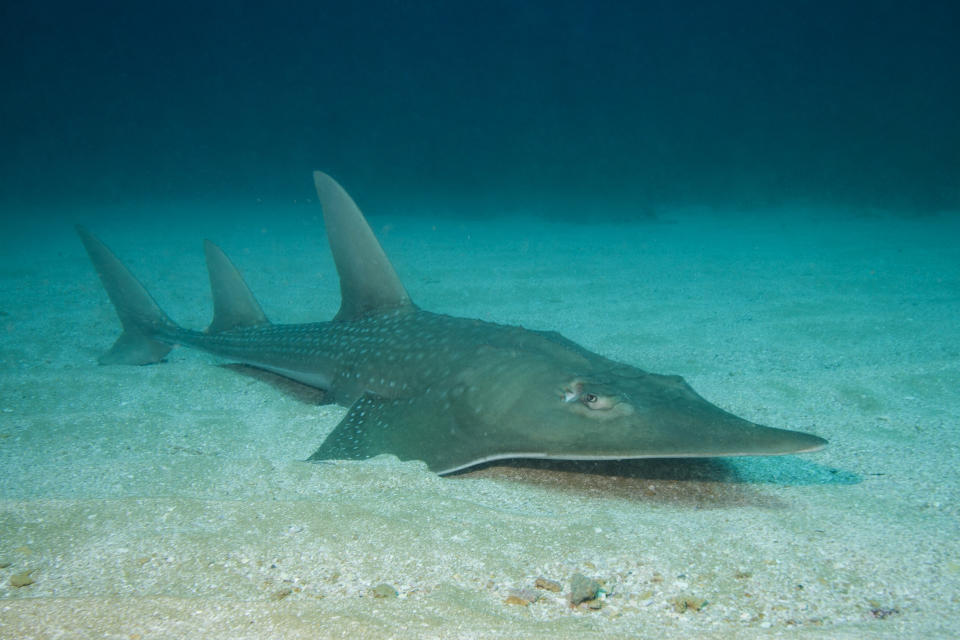 This undated photo made available by The Pew Charitable Trusts shows the wedgefish taken on the Protea Banks, just off the KwaZulu Natal Province, in South Africa. Countries have agreed to protect more than a dozen shark species at risk of extinction, in a move aimed at conserving some of the ocean’s most awe-inspiring creatures who have themselves become prey to commercial fishing and the Chinese appetite for shark fin soup. Three proposals covering the international trade of 18 types of mako sharks, wedgefishes and guitarfishes each passed with a needed two-thirds majority in a committee of the World Wildlife Conference known as CITES on Sunday Aug. 25, 2019. (Matthew D Potenski/The Pew Charitable Trusts via AP)