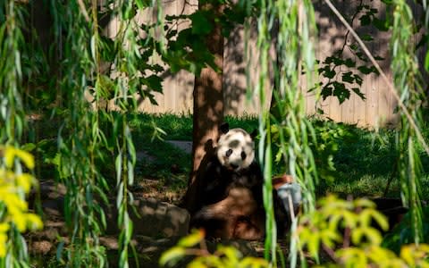 Giant panda Bei Bei eats his frozen 4th birthday cake at the Smithsonian National Zoo in Washington - Credit: &nbsp;ALASTAIR PIKE/AFP