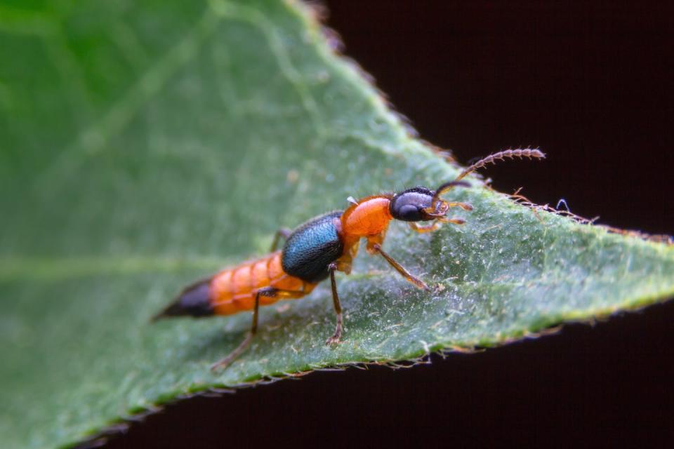 Numbers of beetles – particularly the rove beetle, pictured – bounced back quickly after being moved. Shutterstock