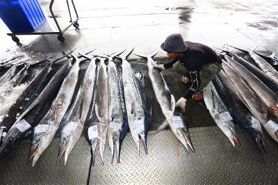 沿近海捕獲的旗魚排排躺好，準備拍賣。