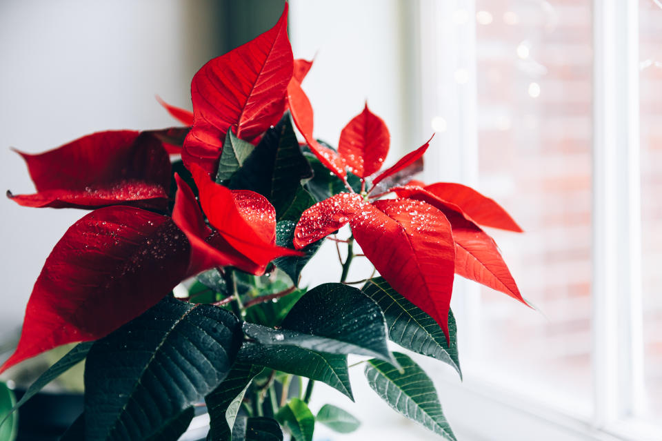 Der Weihnachtsstern ist hierzulande eine beliebte Zimmerpflanze in der Adventszeit. (Bild: Getty Images)