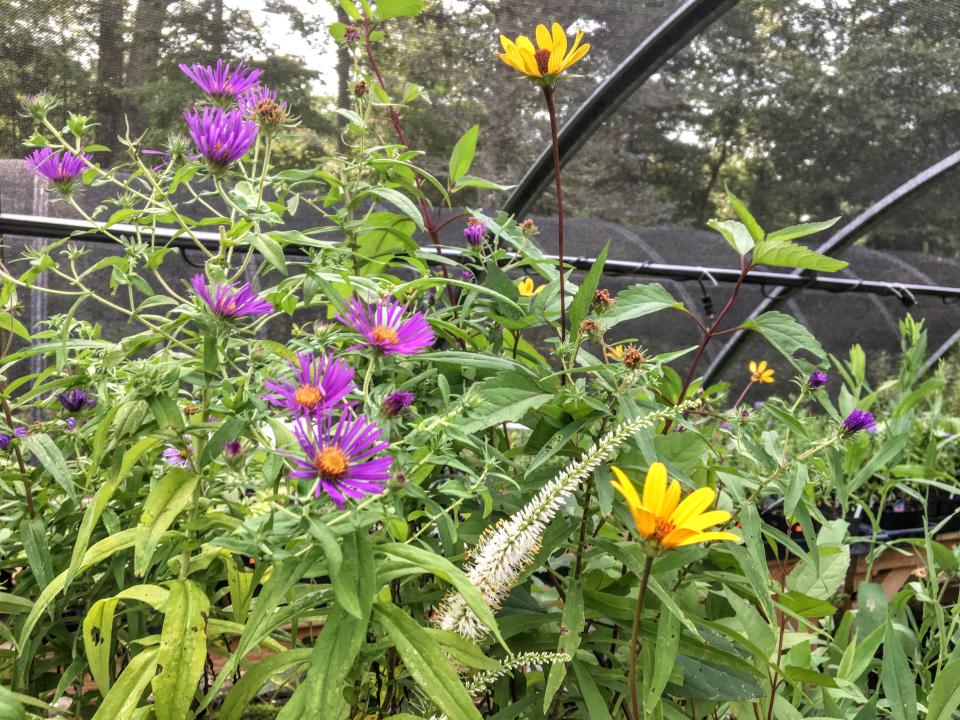 Flowers at the Bullington Gardens.